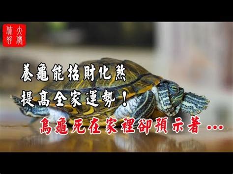 烏龜代表幾號|夢見烏龜，好運連連！解夢專家帶你揭開夢中玄機 